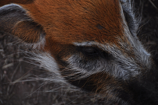 red river hog